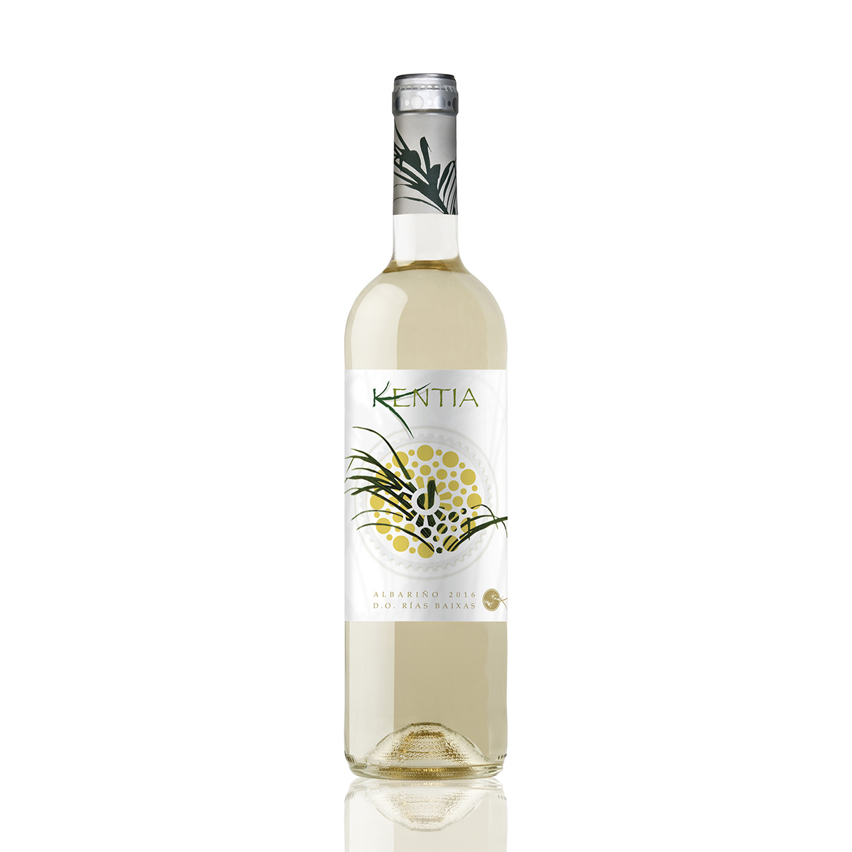 KENTIA ALBARIÑO